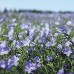 Evan Johnson, sales manager with TA Foods Ltd. in Yorkton, Sask., noted that Canada's flax crop quality is looking great this year and there are plenty of customers in the food market that want that top-quality Canadian product. | File photo