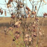 Saskatchewan Agriculture is using a red lentil yield estimate of 1,174 pounds per acre, while Statistics Canada pegged the average national yield at 1,438 lb. per acre in its September report. | File photo