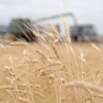 With bulk commodities, there are always markets. Supplies from one source are, by nature, substitutable by those from other sources. They’re easy to store, to ship, to swap and trade. They might need to be discounted in order to find a home, but they always find a home. | File photo