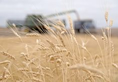 With bulk commodities, there are always markets. Supplies from one source are, by nature, substitutable by those from other sources. They’re easy to store, to ship, to swap and trade. They might need to be discounted in order to find a home, but they always find a home.  | File photo