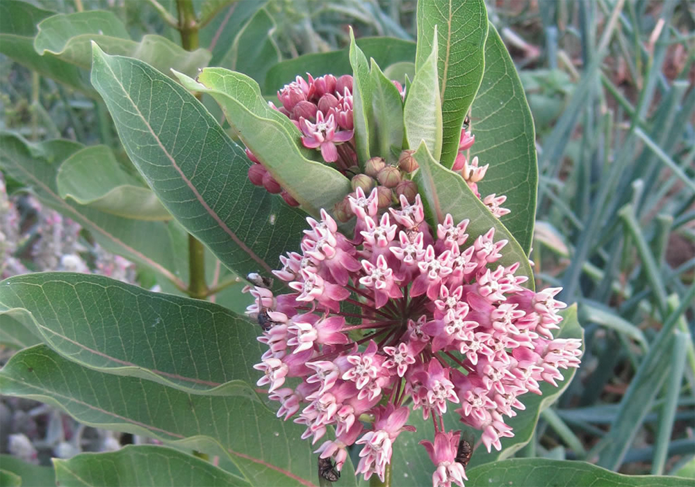 The thought that someone is thinking about genetically modifying weeds to make them resistant to herbicides is enough to make the skin crawl. | USDA photo