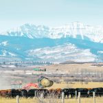 Talks with the CCA include potentially moving toward a different funding model for the national organization “to help us through a difficult time right now with our funding,” said Melanie Wowk, chair of ABP. | Mike Sturk photo