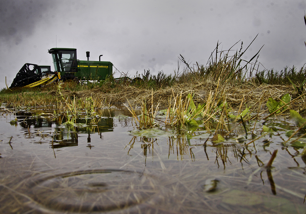 Excessive rainfall is threatening the wheat crop in Parana in southern Brazil, said Michael Cordonnier, analyst with the Soybean & Corn Advisor newsletter. | File photo