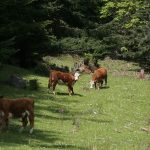 Warmer weather has delayed the return of cattle to some ranches, said Kevin Boon, general manager of the B.C. Cattlemen's Association. | File photo