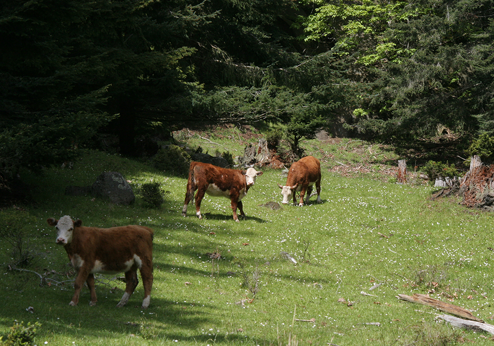 Warmer weather has delayed the return of cattle to some ranches, said Kevin Boon, general manager of the B.C. Cattlemen's Association. | File photo