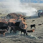 Adding a percentage of lipids, oils, to a high forage diet can reduce methane release from cattle. But, vegetable oils are expensive. Researchers are looking at breeding-in increased lipid production into alfalfa. | File photo