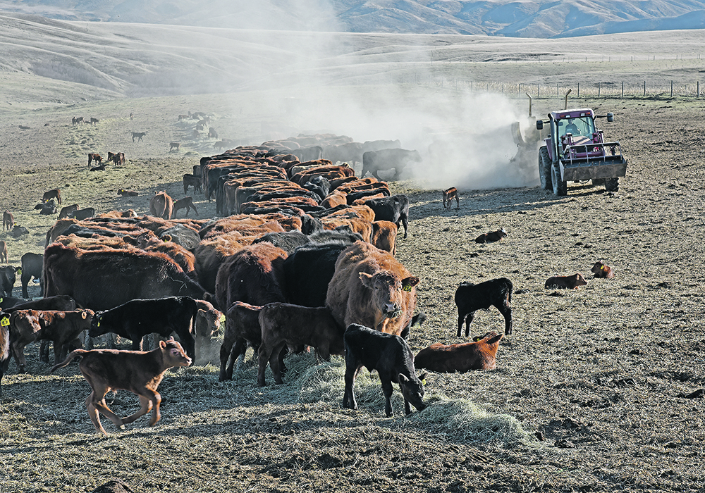 Adding a percentage of lipids, oils, to a high forage diet can reduce methane release from cattle. But, vegetable oils are expensive. Researchers are looking at breeding-in increased lipid production into alfalfa. | File photo