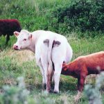 Farmers can run into difficulties with nutrition, even when calves are suckling. | File photo