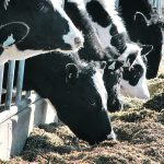 Western Canadian dairy farmers have decided to work together on a formal basis to leverage their administrative and operational capacity. | Mike Raine photo