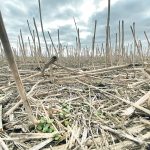 Premier Scott Moe said agricultural lands are fixing enough carbon each year that they could make the province net negative when it comes to emissions. A zero-till adoption rate of 95 percent puts Saskatchewan ahead of other provinces in that regard. | File photo