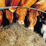 In Northampton, England, cows began eating winter rations in August this year due to the ongoing drought. Across Europe demand for feed is up and that is good for GM Canadian canola meal. Crushers there use oil for fuel while the crush goes into feed rations, despite its GM content. | Reuters/Andrew Boyers