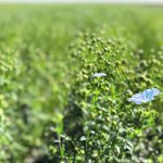 Flax prices in Canada will remain strong despite Black Sea competition this year. Canadian crops yielded a very high quality of seed this fall, which is expected to keep the country competitive in food markets for 2022-23. | Mike Raine photo