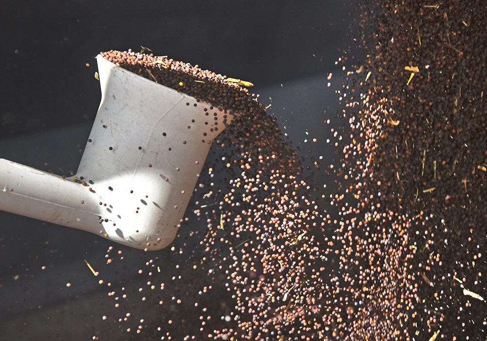 Statistics Canada estimates that Canadian farmers produced 19.1 million tonnes of the crop. MarketsFarm analyst Mike Jubinville believes it is closer to 18.7 million tonnes based on conversations he has had with farmers. Carryout from the previous crop was minimal so supplies are tight. | File photo