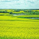 The deal, which was expected to close on Oct. 31, will not affect Cargill's high oleic canola contracting program in Western Canada. Cargill will also continue to process canola oil at oilseed crushing plants in Saskatchewan and Alberta. However, the deal will result in the closure of a Cargill research and seed production facility located at Aberdeen, Sask. | File photo