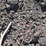 A survey funded by the prairie wheat commissions learned that 84.4 percent of farmers in Western Canada apply their nitrogen at seeding time. | File photo
