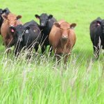 Scientists at the University of California-Davis examined performance, carcass quality, financial outcomes and environmental impacts of four grass-fed and grain-fed beef systems in order to “help producers accurately handle the tough questions their neighbours and friends are asking about grain or grass-fed beef.” | File photo