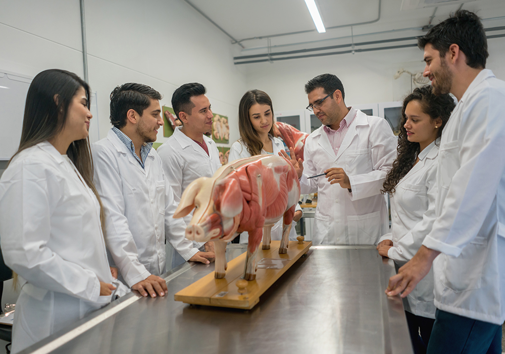 Non-subsidized veterinary students say it’s frustrating that they weren’t included in a recent funding announcement. | Getty Images