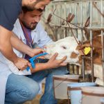 The shortage is much greater than just a lack of veterinarians. It extends to veterinary technicians and other staff. It certainly is a challenging time for rural, mixed practices especially. | Getty Images