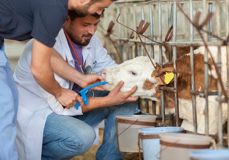 Veterinarian shortage likely to be longlived The Western Producer