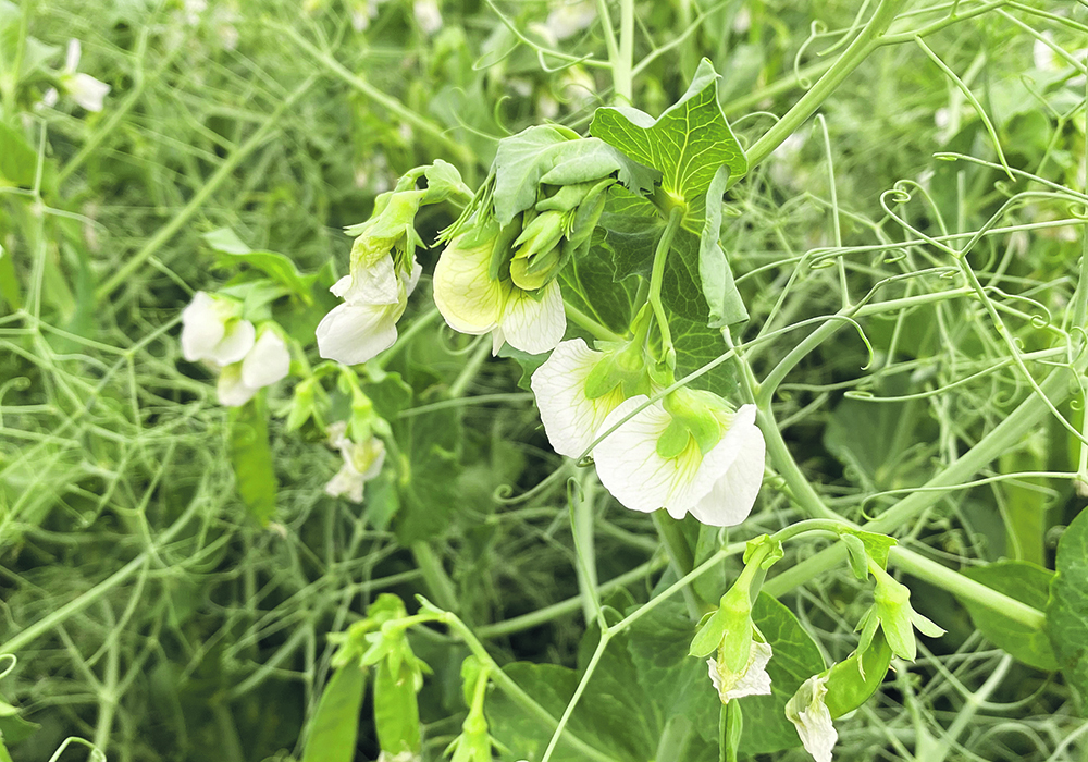 Demand for most organic crops remains robust and that is reflected in strong prices for many organic commodities. |  File photo