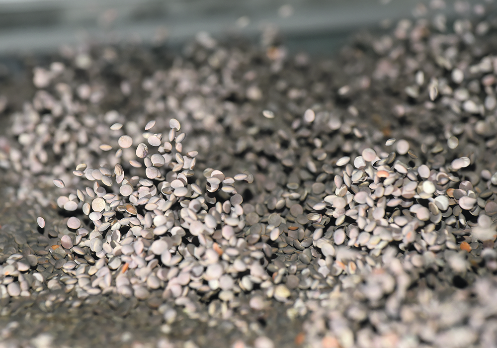 Canada’s new crop pricing for red lentils was stable at around 30 cents per pound for fall delivery, increased to 34 to 35 cents in September/October and has since slipped back a couple of cents.  |  File photo