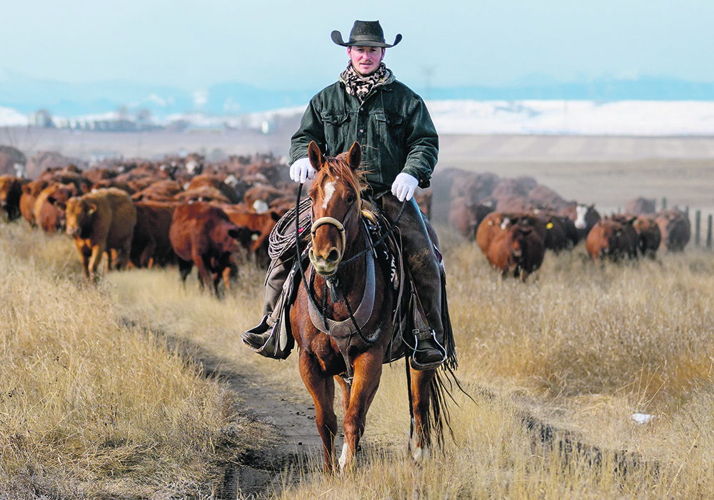 Jordan Hofer helps move 420 head of High River Colony cattle to a different pasture south of Blackie, Alta., Oct. 28. Cow-calf operators can expect good prices heading into the fall run and possibly for the next few years, but rising input costs remain a threat.  | Mike Sturk photo