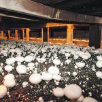 A 2017 assessment of global mushroom production found that the cultivation of edible mushrooms has increased 30-fold since 1978. | File photo