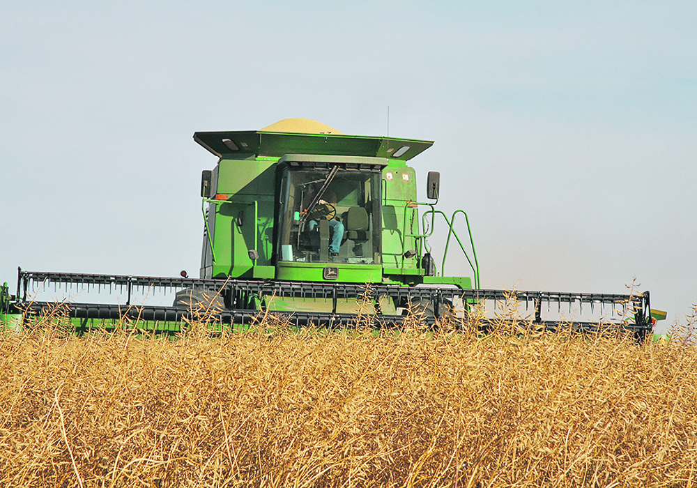 Even though mustard yields are typically only 50 to 70 percent those of canola, when you work through cropping budgets, mustard is going to look very strong given the early contract prices. | File photo