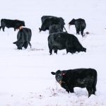 Cattle dig for grass near Nanton, Alta., Oct. 27 after a major snowfall occurred in the region a week earlier. It was part of a larger system that covered much of the Prairies. | Mike Sturk photo
