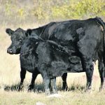 The Saskatchewan Cattlemen’s Association worries that some producers could cut their breeding herd in half because of the ongoing drought. | Paula Larson photo