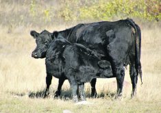 The Saskatchewan Cattlemen’s Association worries that some producers could cut their breeding herd in half because of the ongoing drought.  |  Paula Larson photo