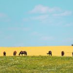 Richard Gray from the University of Saskatchewan argues that every tonne of produced grain removes 1.65 tonnes of carbon dioxide from the atmosphere, which would mean Canadian grain production has a much bigger role in the equation than current policy reflects. | Mike Sturk photo