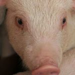 China's herd size essentially stayed the same year over year despite a near doubling in pork prices | WP file photo