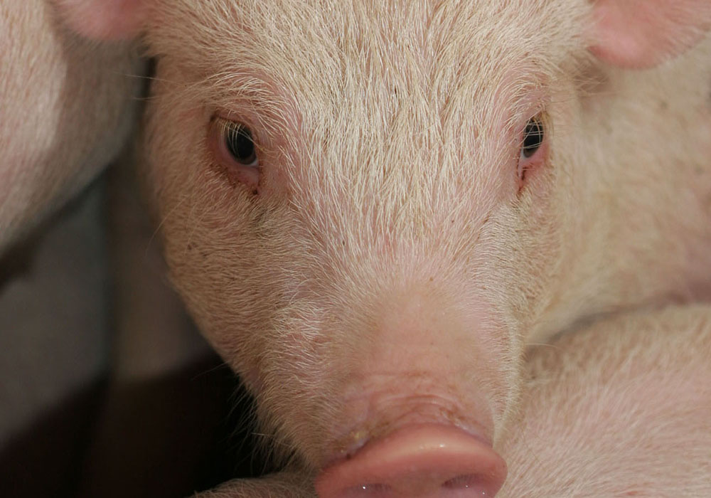 China's herd size essentially stayed the same year over year despite a near doubling in pork prices  |  WP file photo