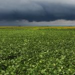 Risk clouds are clearing out of soybean's market horizon, as funds exit the short side. It might add some stability to the market, favouring the actual supply and demand version of things. | File photo