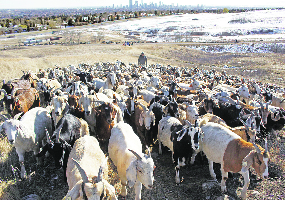 The goats scamper up a hill. | Patrick Price photo