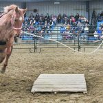 Dustin Sippola of Nanton, Alta., applies calm and steady pressure to the freshly saddled horse to get it to move around and take some of the tightness out of its body before attempting to cross a bridge. | William DeKay photo
