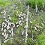 Weyerhaeuser has 5,000 sheep grazing its cutblocks to manage tree regrowth after timber harvesting. | Ken Price photo