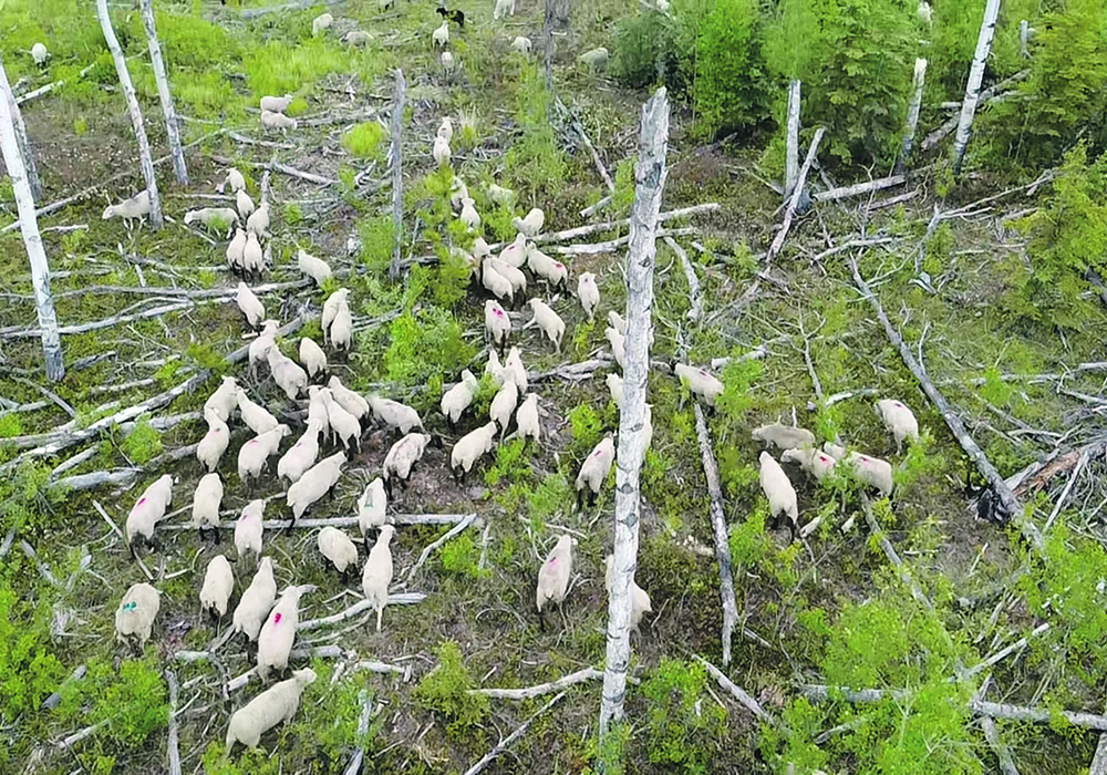 Weyerhaeuser has 5,000 sheep grazing its cutblocks to manage tree regrowth after timber harvesting.  |  Ken Price photo