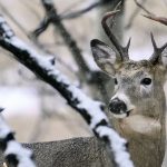 A deer