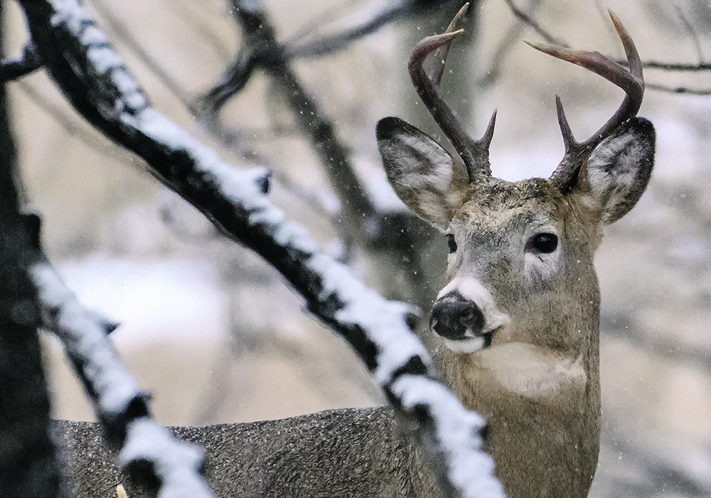 A deer
