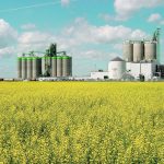 Cargill is selling Corteva all intellectual property associated with its canola breeding program, including experimental canola lines currently under development, genetic markers and traits. | File photo