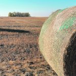 Dairy operators and cattle producers say flax straw used as bedding stands up well to moisture and firms up mucky spots in corrals, making for cleaner and healthier animals. | Brian Cross photo