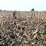 China’s latest attempt to increase soybean production is based on boosting yields through genetic modification and experimenting with companion planting. | Reuters photo