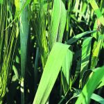 Samples collected and analyzed between 1992 and 2020 show a significant reduction in mean and median cadmium values in Canadian durum. | File photo
