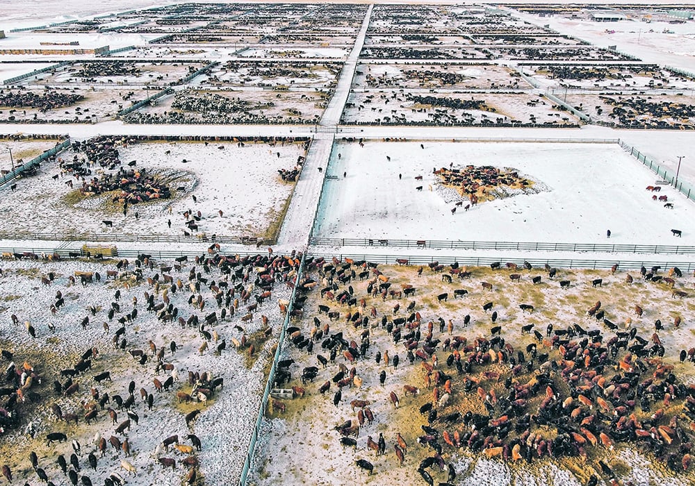 Rimrock Feeders contains about 35,000 cattle, which generate about 80,000 tonnes of manure per year. The biodigester could also potentially process manure from nearby feedlots, said county reeve Delilah Miller. | Mike Sturk photo