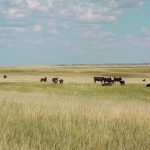 Confusion sparked by a recent notice sent to producers who lease crown land was mainly about billing dates and information access. | File photo