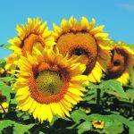 UkrAgroConsult is reporting that Ukraine’s high-oleic sunflower acres are down 55 percent in 2022-23 compared to last year. The country’s sunflower harvest is just wrapping up. | File photo