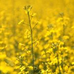 Regardless of your agronomic needs, there are Pioneer Protector® brand and Brevant® seeds hybrid options that allow you to make that choice.