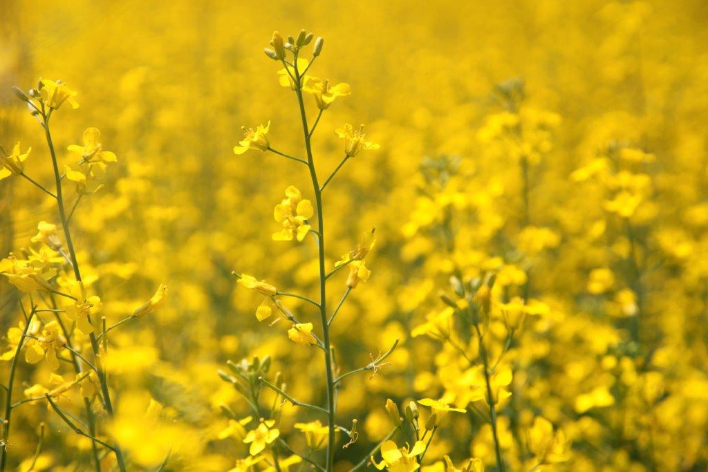 Regardless of your agronomic needs, there are Pioneer Protector® brand and Brevant® seeds hybrid options that allow you to make that choice.